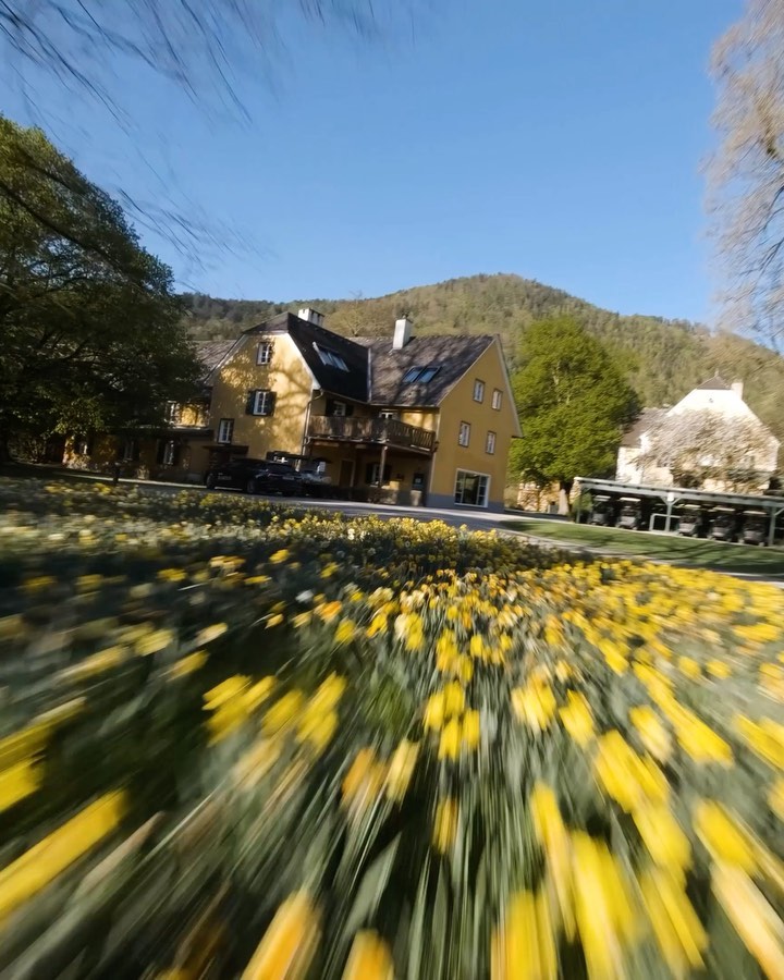 Spring is here in Austria 🇦🇹🌼🌱